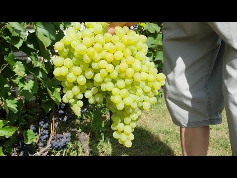 Видео: Собираем виноград, завешиваем грозди  Кишмиш 342, Загадка Шарова, БЧЗ Памяти Домбковской  ч. 2
