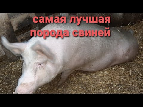 Видео: САМАЯ ЛУЧШАЯ ПОРОДА СВИНЕЙ ❗❗❗