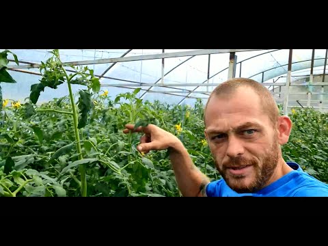Видео: Ожившие огурцы и проблемные томаты. Пошла цветная капуста.