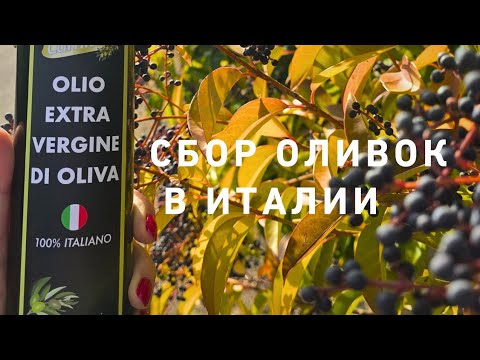 Видео: Сбор оливок в Италии 🤩💯‼️ Как делают оливковое масло☝️💯🤩☘️☘️☘️