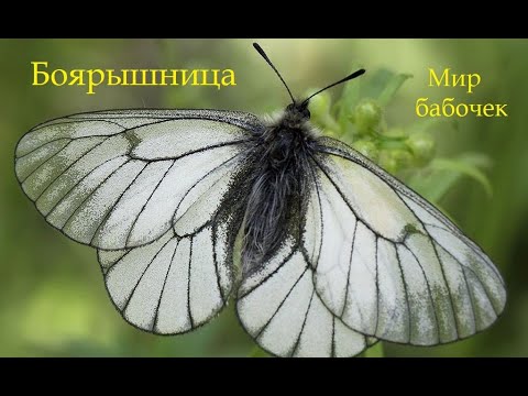 Видео: Бабочка Боярышница