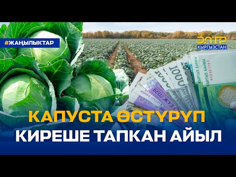 Видео: КАПУСТА ӨСТҮРҮП КИРЕШЕ ТАПКАН АЙЫЛ