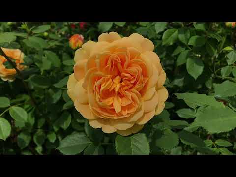 Видео: #Roses # David Austin #Tantau # Kordes # Massad ❤️Любуюсь розами❤️