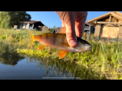 Видео: Подобрали ПРИМАНКУ, и тут понеслось… утренняя рыбалка на лодке