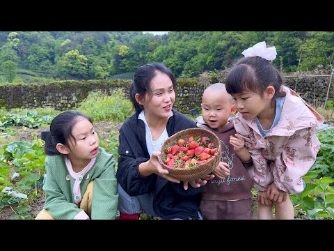 Видео: Клубнику, выращенную в домашних условиях, собрали и съели вместе с тремя детьми.