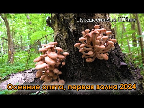 Видео: Осенние опята пошли. Лисички и белые.