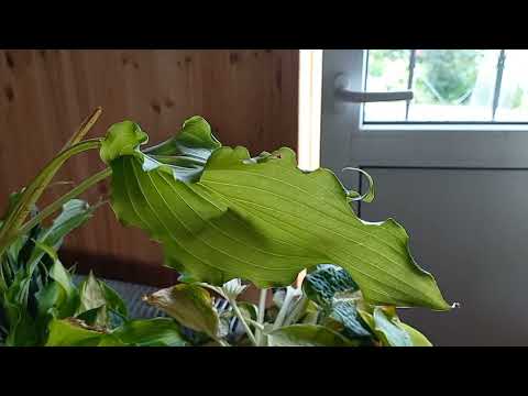 Видео: Новиночки хост🪴🤗 20 сортов. Часть 1.