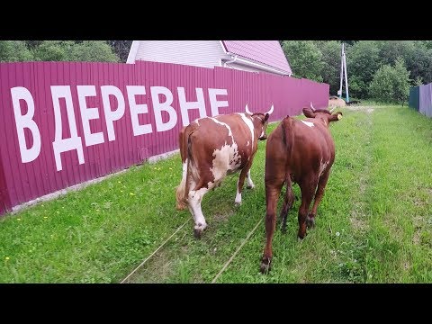 Видео: КОРОВЫ ИДУТ ДОМОЙ С ПАСТБИЩА
