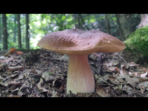 Видео: ГРИБИ КАРПАТ 25 