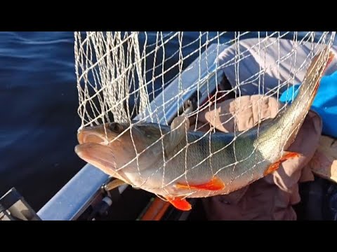 Видео: Рыбалка на Ладоге 2023. Поймали огромного окуня и судаков! Часть 1.