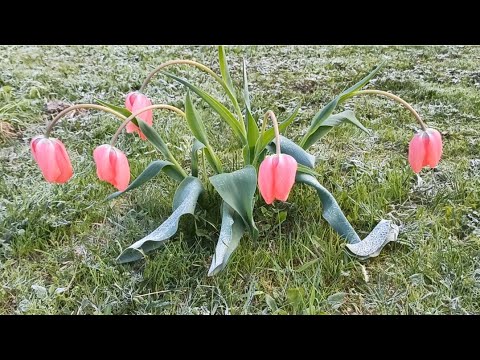 Видео: Майские заморозки. Розы пострадали!