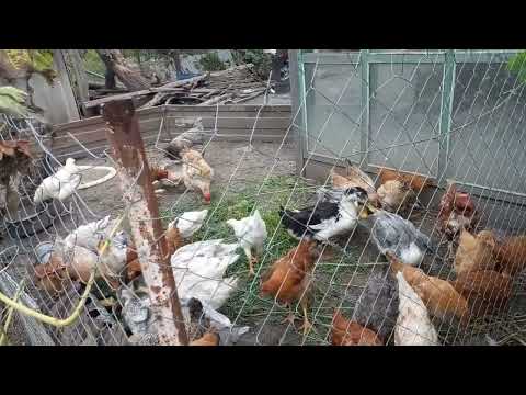Видео: Суботній ранок.🌞🤗🐔🐓