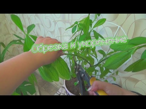 Видео: РАЗМНОЖЕНИЕ ЧЕРЕНКАМИ ЦВЕТОК СИНАДЕНИУМ,обрезка и укоренение черенка