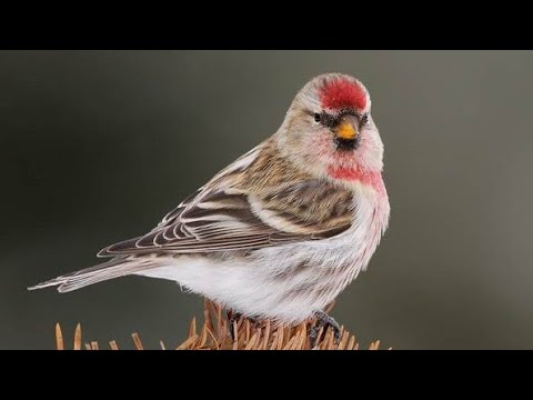 Видео: #чечётка(содержаниеч1)