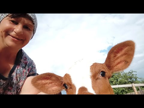 Видео: Новости, новости, новости🤔