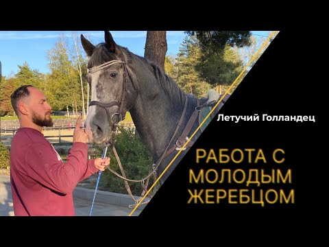Видео: Работаем молодого жеребца