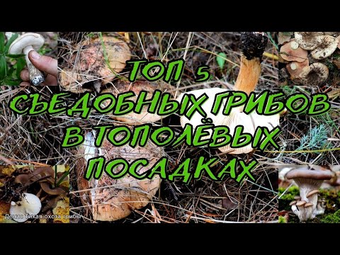 Видео: ТОП 5 съедобных грибов в тополёвых посадках