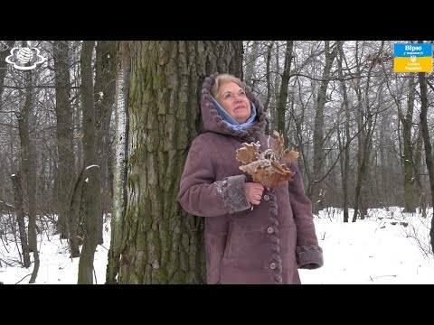 Видео: Дуб лікує: виразки, ясна, кровотечі, діарею і цукровий діабет…  Як робити ліки з дуба впродовж року