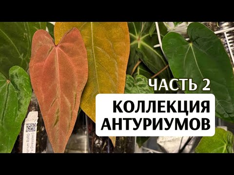 Видео: ЧАСТЬ 2 | Моя КОЛЛЕКЦИЯ ГИБРИДНЫХ АНТУРИУМОВ