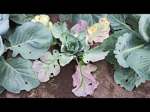 Видео: Почему краснеют листья у капусты. Корневая гниль капусты