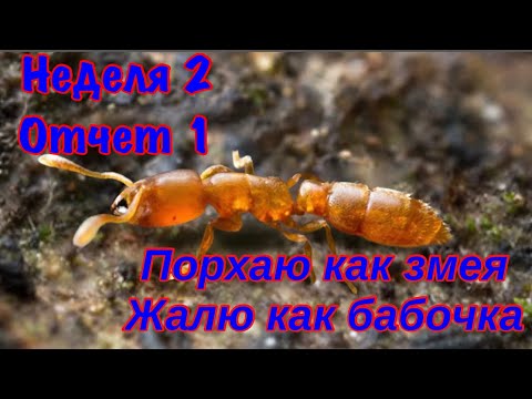 Видео: The Ants. Прионопельта