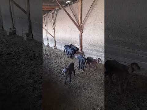 Видео: 31 октября 2025 г.