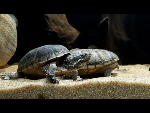 Видео: Мускусные черепахи или "Кто в домике?"