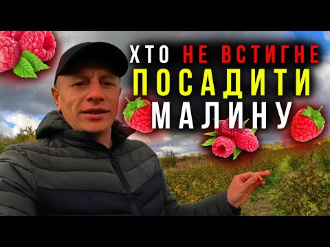 Видео: ❌ОСТАННІЙ ЗБІР МАЛИНИ❌ Скільки ще часу залишилося для посадки малини❓