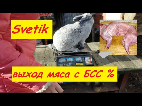 Видео: КРОЛИКИ//ВЫХОД МЯСА С КРОЛИКА БОЛЬШОЕ СВЕТЛОЕ СЕРЕБРО