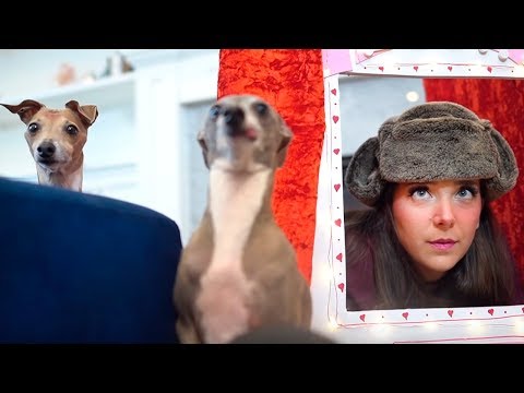 Видео: БУДКА ПОЦЕЛУЕВ !!!  - Дженна Марблс и Собаки