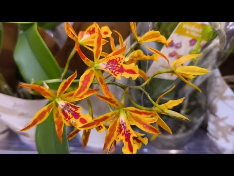 Видео: Флорэвиль. Разведка не удалась 🥲