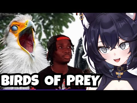 Видео: Биолог выяснил, почему хищные птицы удивительны 🦅 | Casual Geographic Reaction