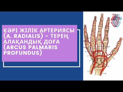 Видео: Кәрі жілік артериясы (a. radialis) - Терең алақандық доға (arcus palmaris profundus)