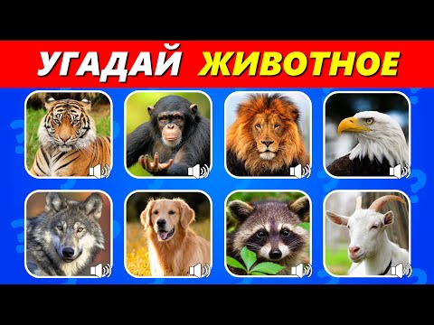 Видео: УГАДАЙ ЖИВОТНОЕ ПО ЗВУКУ / УГАДАЙ 40 ЖИВОТНОЕ ЗА 5 СЕКУНД