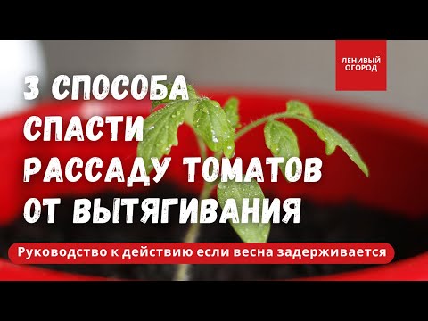 Видео: Рассада помидор в домашних условиях | Что делать чтоб не вытянулась | Чем подкормить | Как поливать