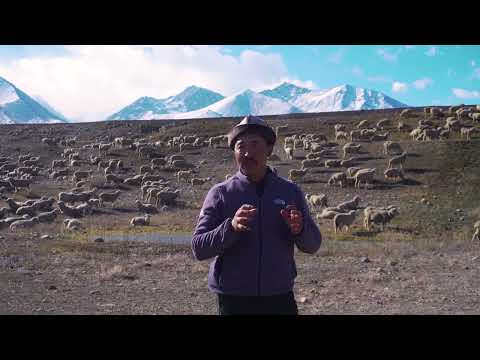 Видео: МЕРИНОС КОЙЛОРУ