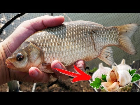Видео: РЫБАЛКА НА КАРАСЯ ВЕСНОЙ. СЕКРЕТ успешной ловли КРУПНОГО карася.