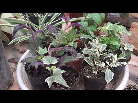 Видео: Бахорда сотувга куйиладиган гулларимиз