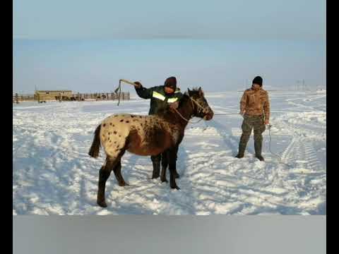 Видео: Жабағы үйрету#2