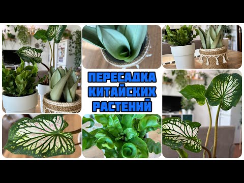 Видео: Пересадка Растений из Китая / Как Проходит Адаптация?