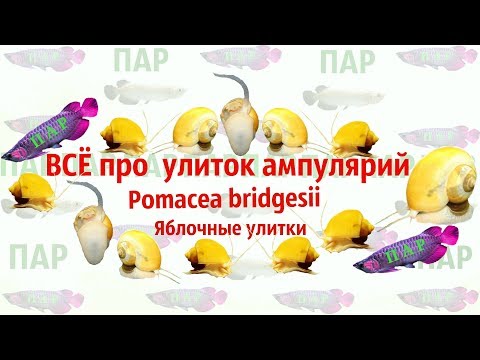 Видео: Улитка Ампулярия.Pomacea bridgesii.