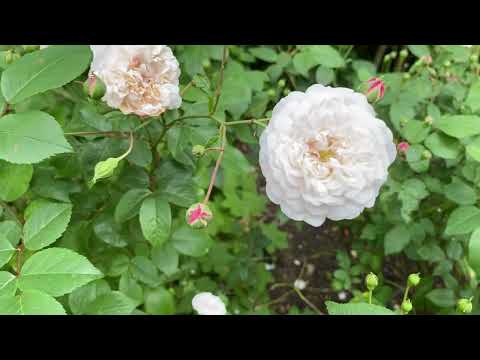 Видео: Vlog 392 - Идеи для сада в английском стиле