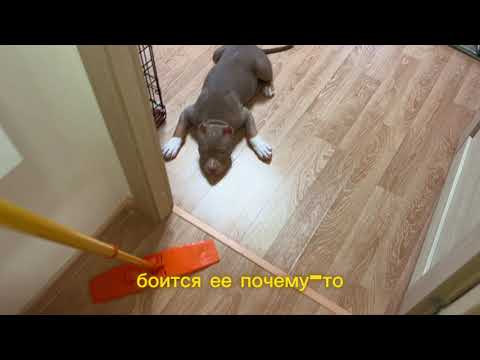 Видео: НАПАДЕНИЕ НА ШВАБРУ #BullyJohn#Bully#Dogtrend#Funnydogs#американский булли#americanbully#dog