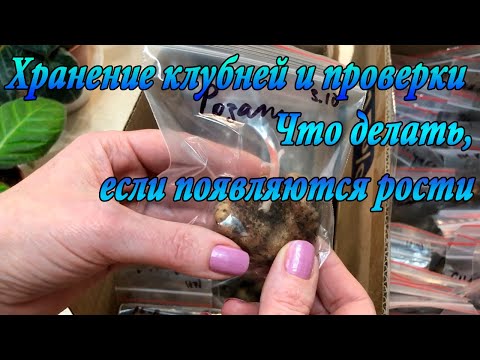 Видео: Хранение клубней  глоксинии и проверки. Что делать, если появляются ростки?