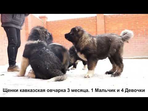 Видео: Питомник Кавказских овчарок РУССКИЙ РИСК www.r-risk.ru Продает щенков. +79262205603 Татьяна Ягодкина