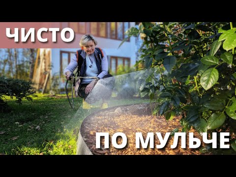 Видео: ЧТО ДЕЛАТЬ С МУЛЬЧЕЙ В РОЗАРИЯХ?