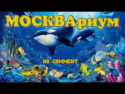 Видео: "Москвариум" no comment