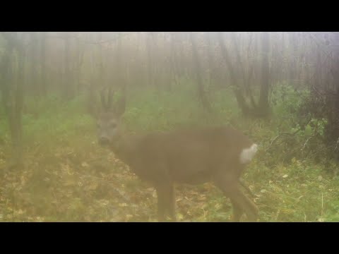 Видео: Маршрут 3 2025-10-18_2025-11-01