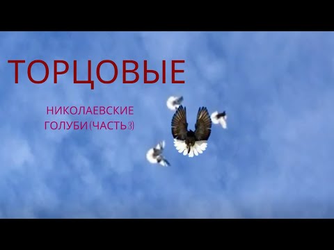 Видео: Торцовые николаевские голуби (часть 3)