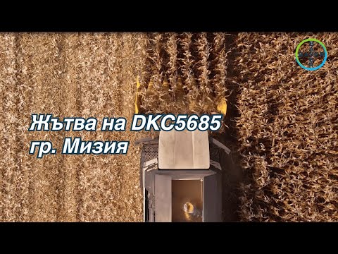 Видео: DKC5685 - Жътва в гр. Мизия на хибрид царевица Декалб®